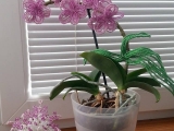 orchidej z korálků